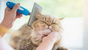 Jak se starat o kočkovou vlnu